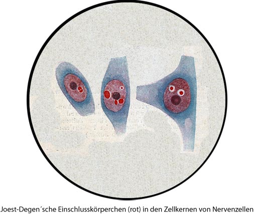 Borna Virus Pferd Test